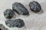 Austerops Trilobite Mortality Plate From Jorf - Trilobites #86904-3